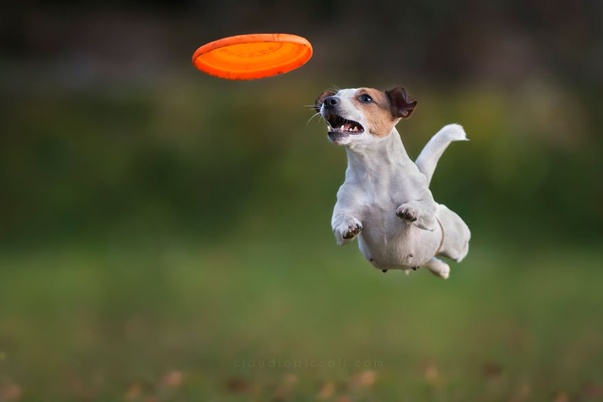 Frisbee Frisbee