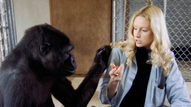 Koko, A Talking Gorilla [1978]