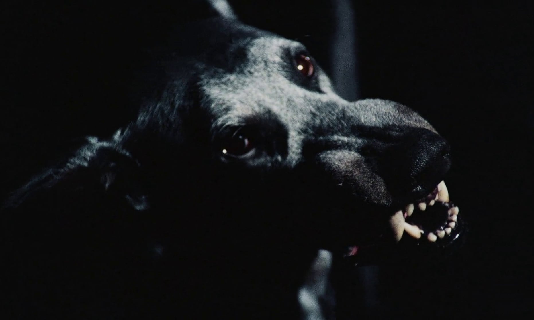 Picture Of Zoltan Hound Of Dracula