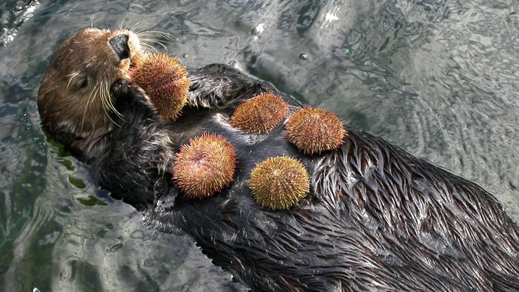 Sea Otter eating sea urchins