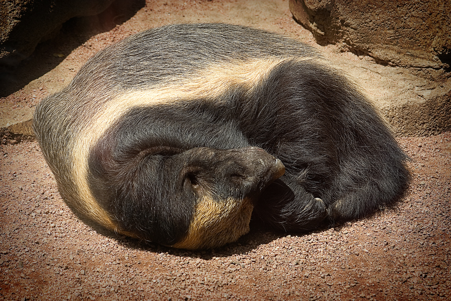Honey Badger sleeping