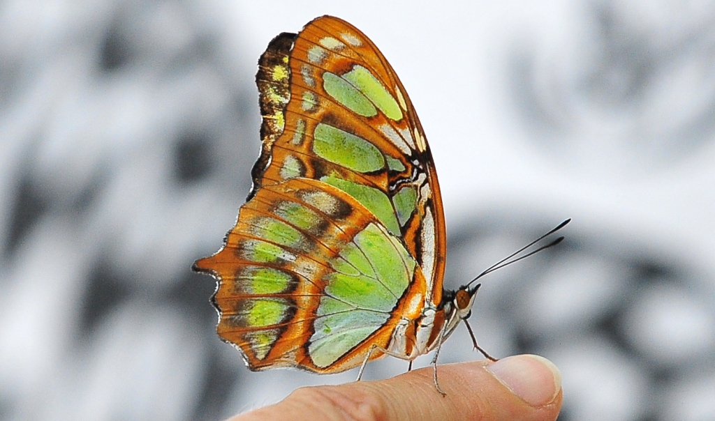 Butterfly Butterfly