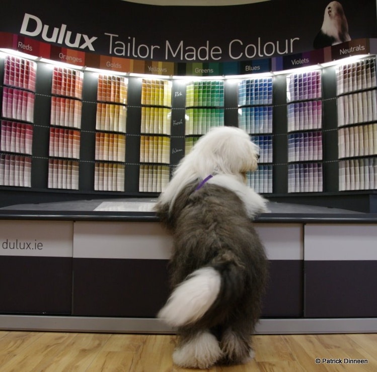 large dulux dog soft toy