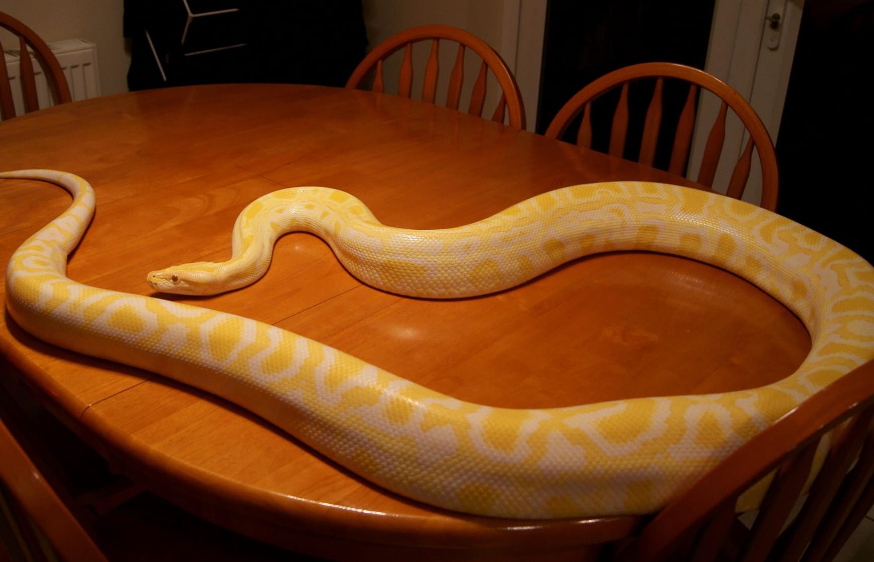 albino burmese python stuffed animal