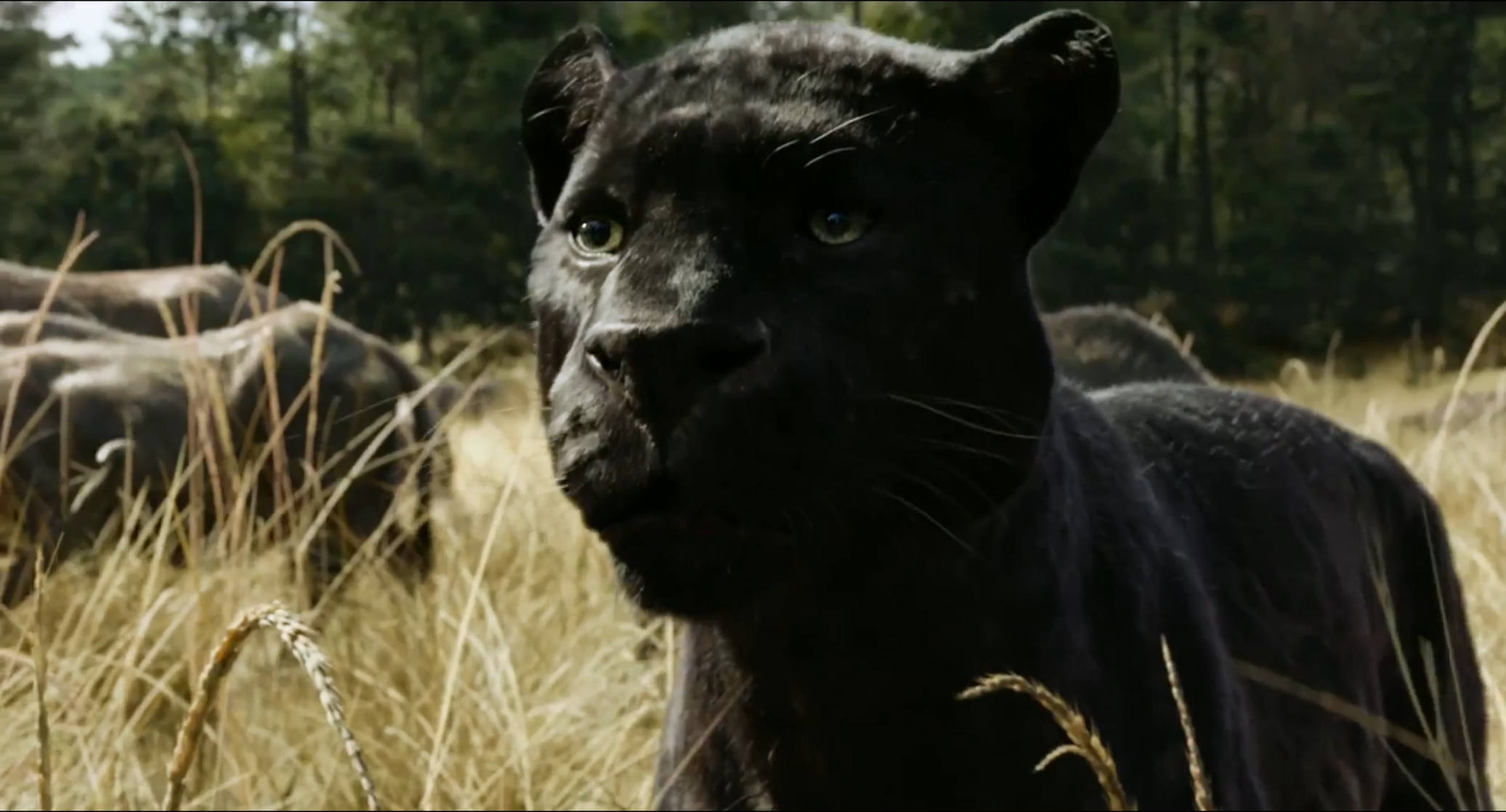 The Jungle Book The Jungle Book