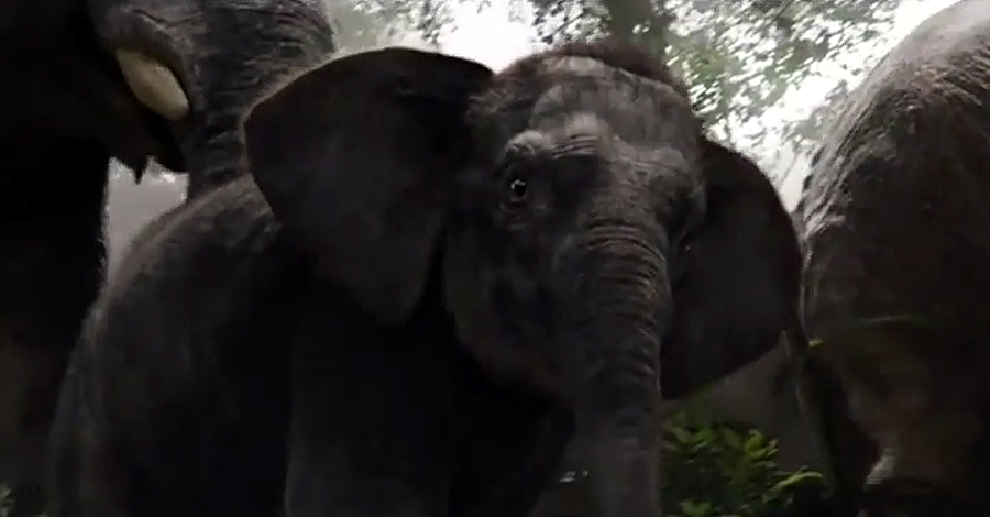 The Jungle Book The Jungle Book
