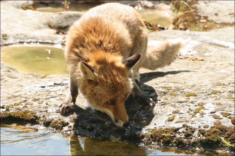 The Fox and the Child