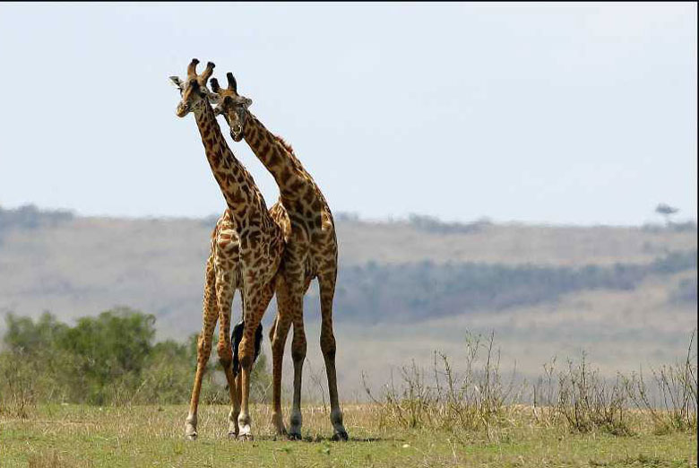 Les animaux amoureux