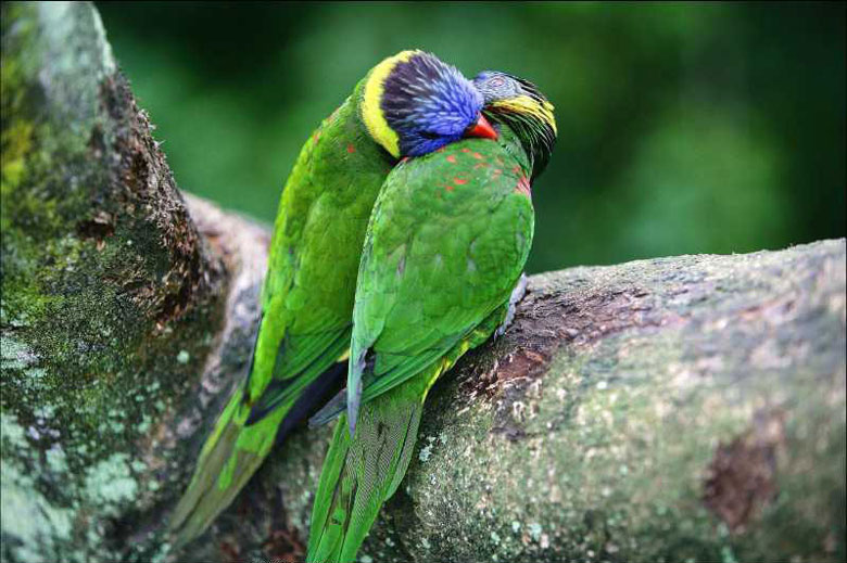 Les animaux amoureux