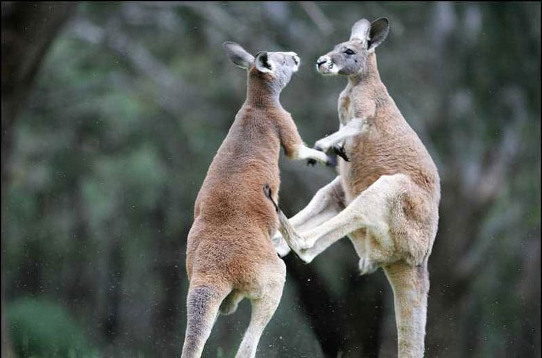 Les animaux amoureux