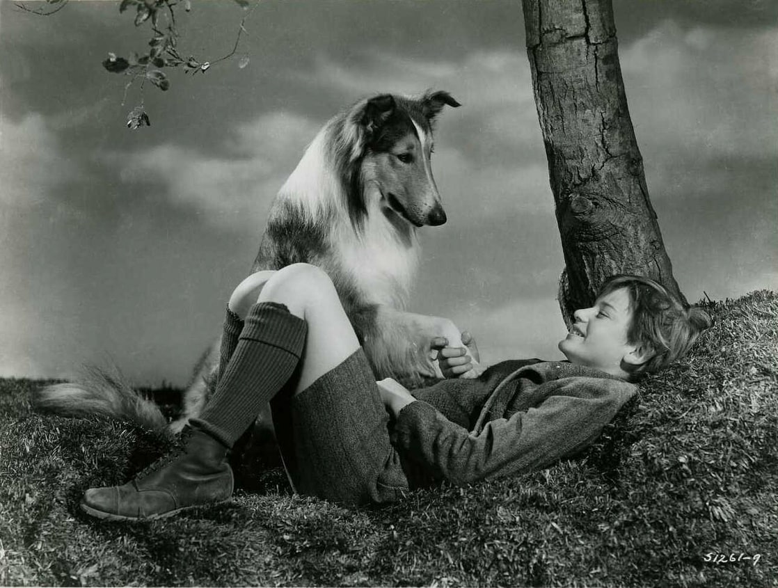 Lassie Come Home Lassie Come Home