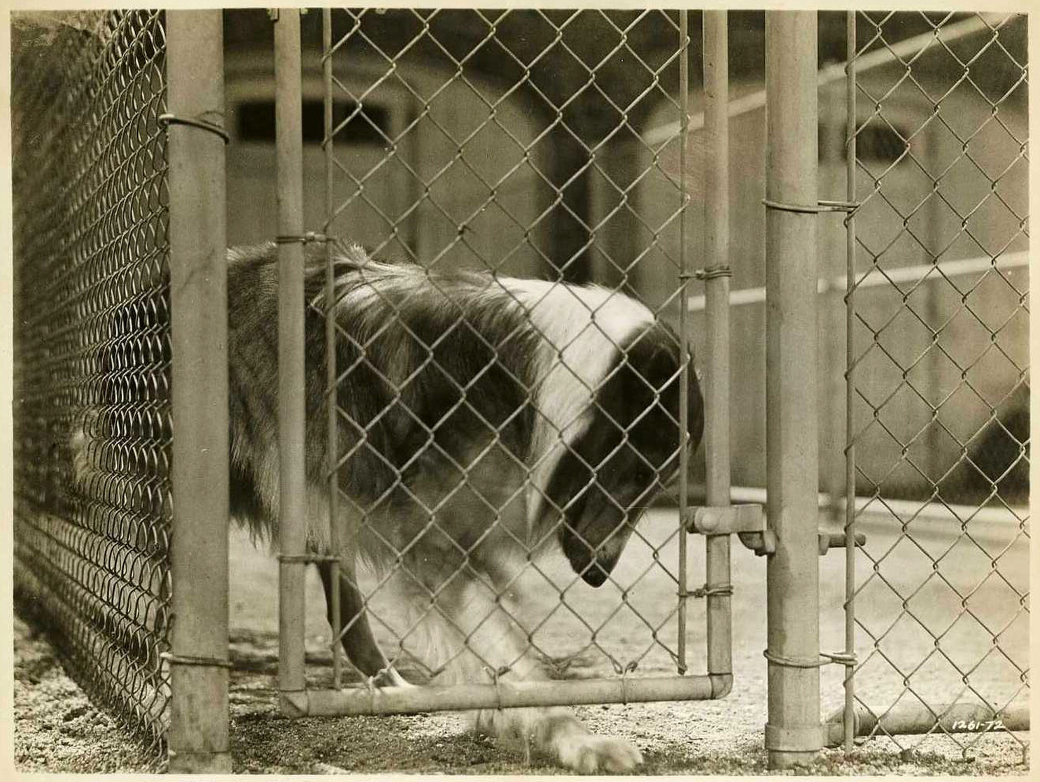 Lassie Come Home Lassie Come Home