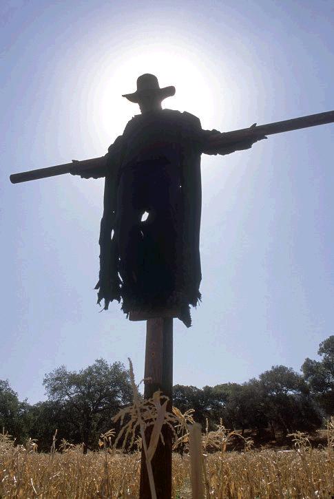 Picture Of Jeepers Creepers