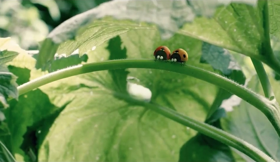 Minuscule: Valley of the Lost Ants Minuscule: Valley of the Lost Ants