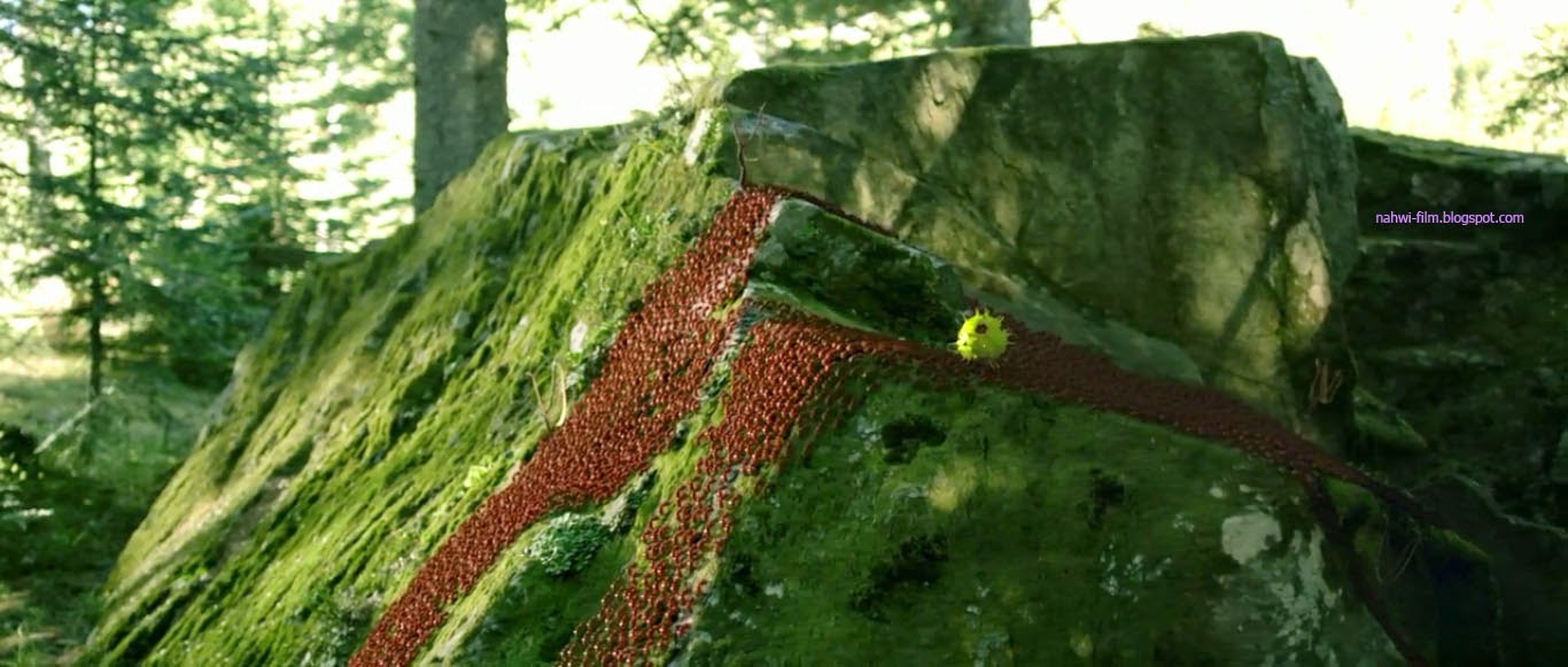 Minuscule: Valley of the Lost Ants Minuscule: Valley of the Lost Ants