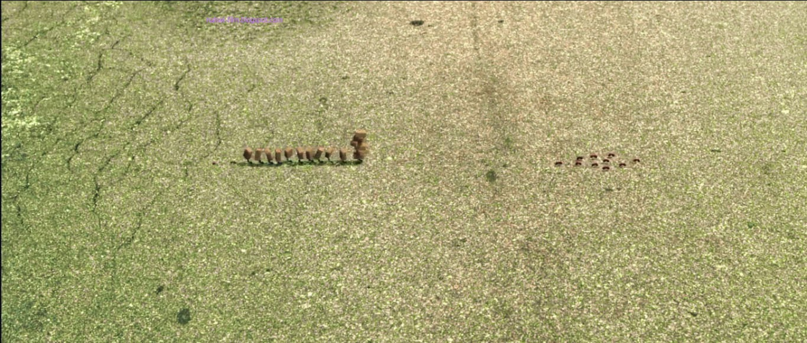 Minuscule: Valley of the Lost Ants Minuscule: Valley of the Lost Ants