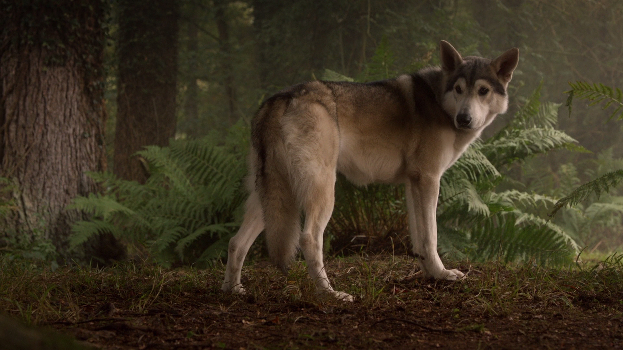 Nymeria