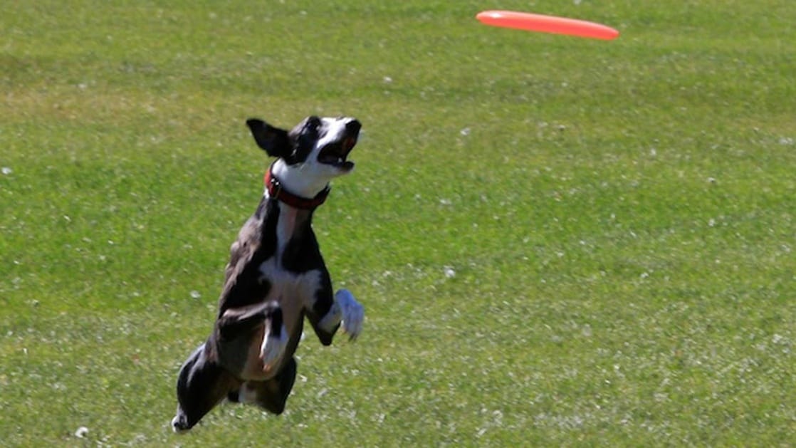 Frisbee