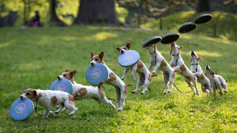 Frisbee Frisbee