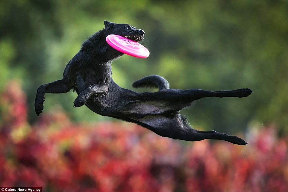 Frisbee