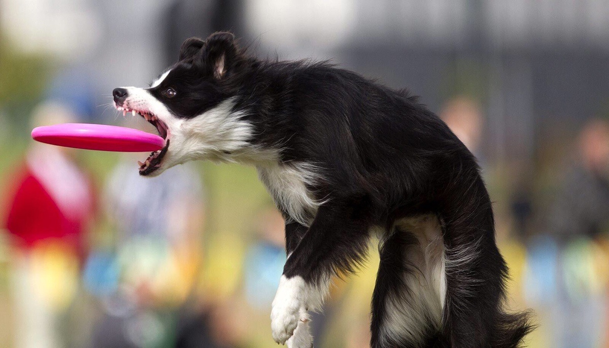 Frisbee