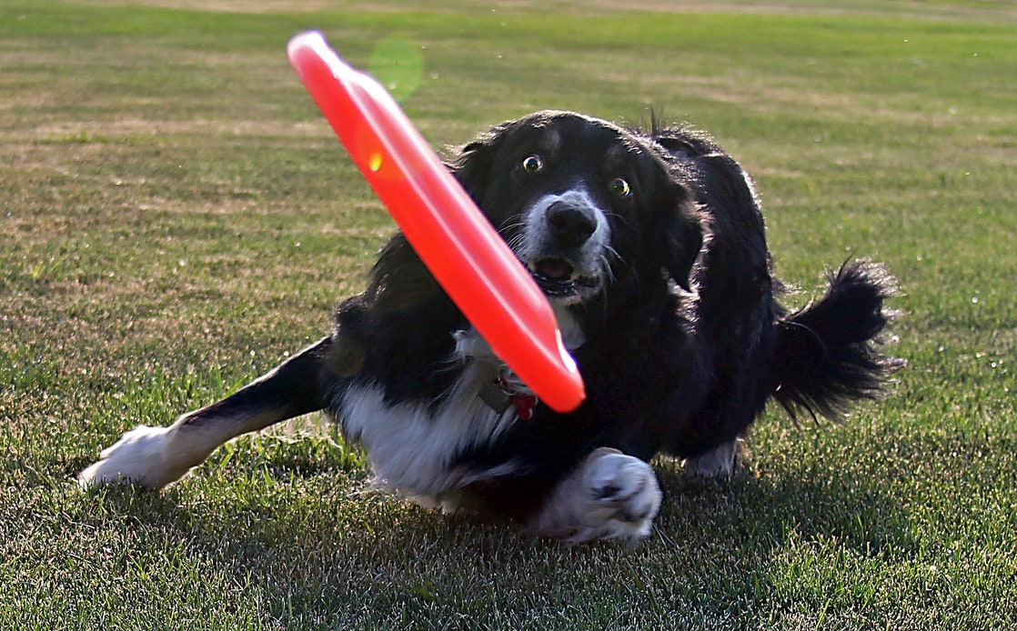 Frisbee