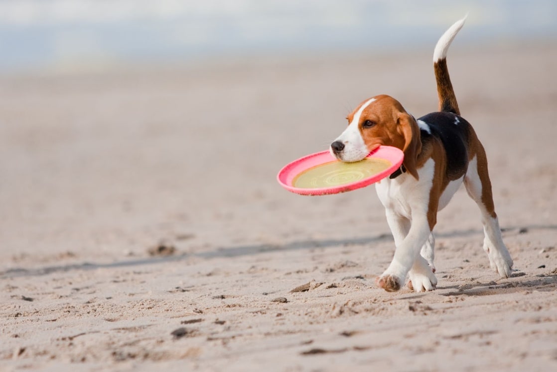 Frisbee