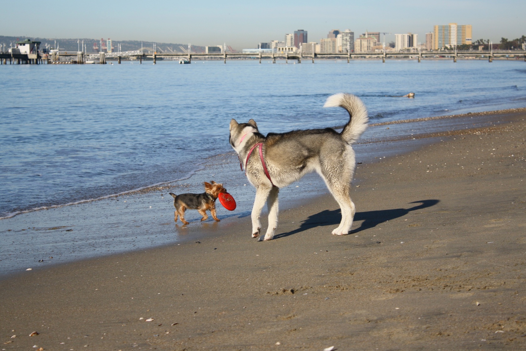 Frisbee