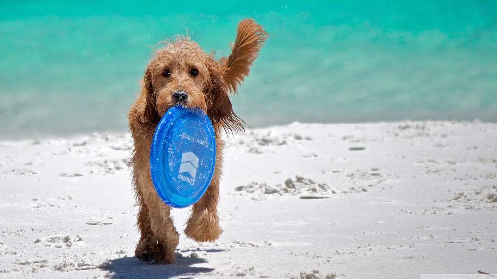 Frisbee