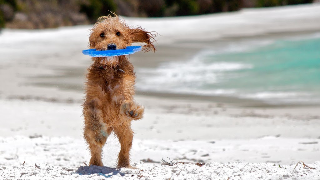 Frisbee Frisbee