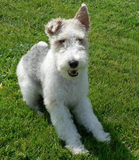 Wire Fox Terrier