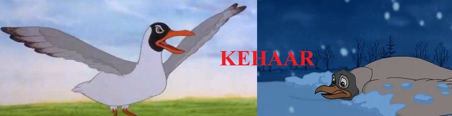 Kehaar