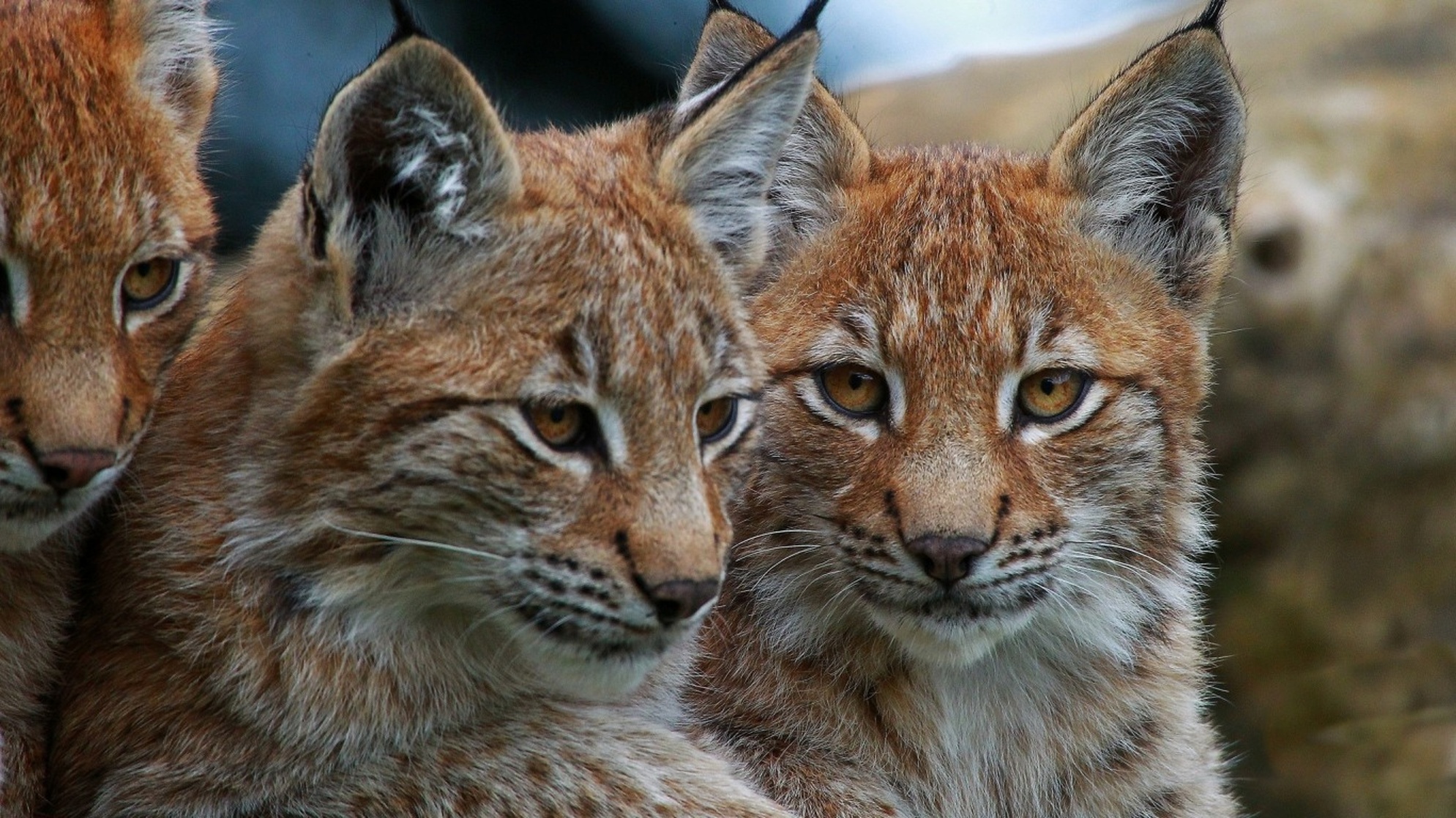 LINX