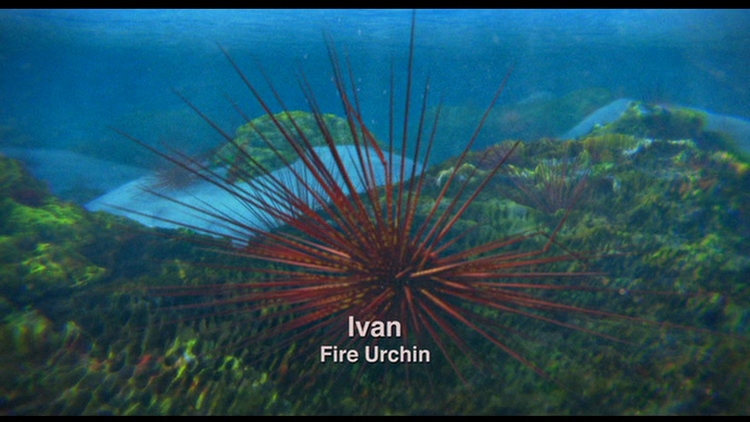 Ivan Ivan