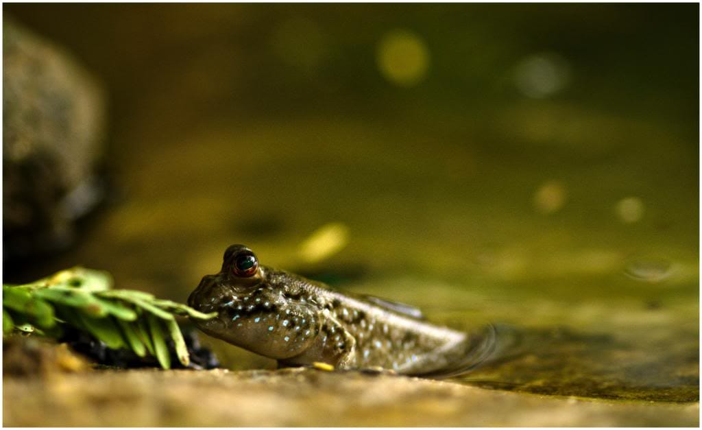 mudskipper