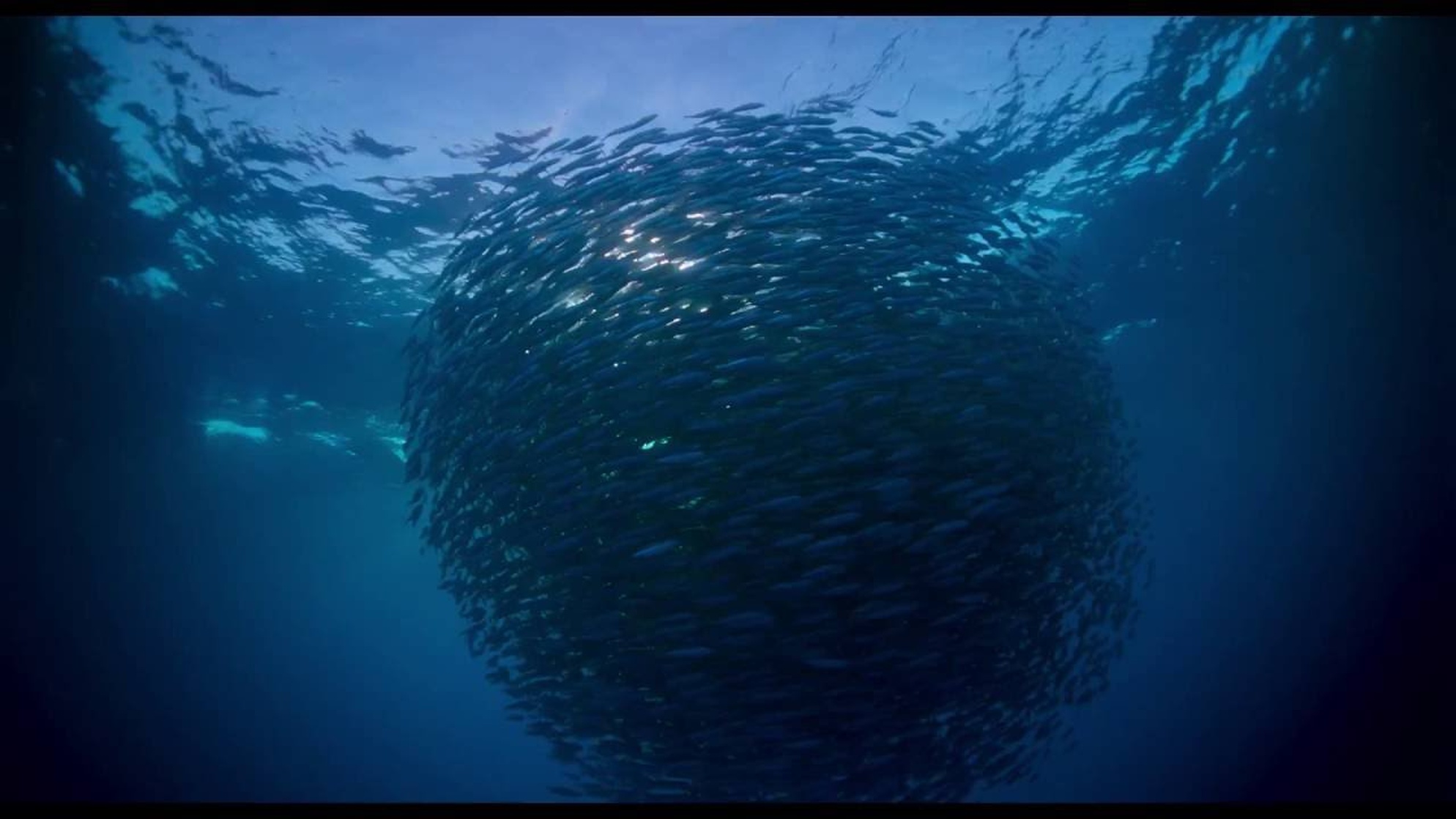 Voyage of Time: Life's Journey