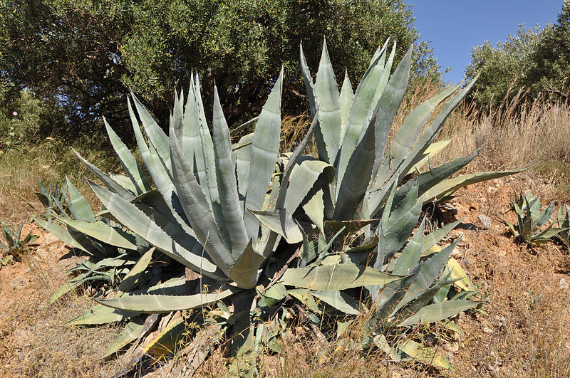 Agave Agave