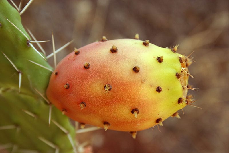 Opuntia ficus-indica