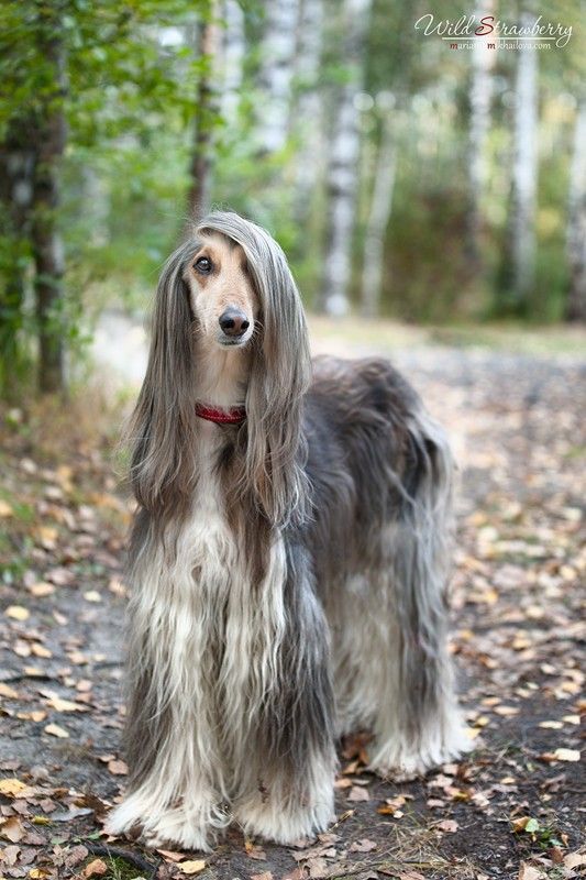 Afghan Hound