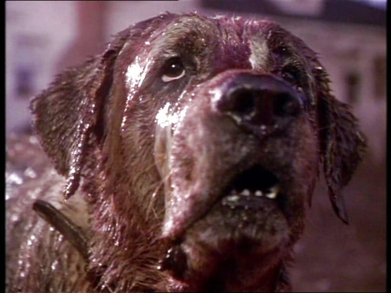 Cujo