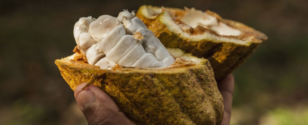 Theobroma cacao Theobroma cacao