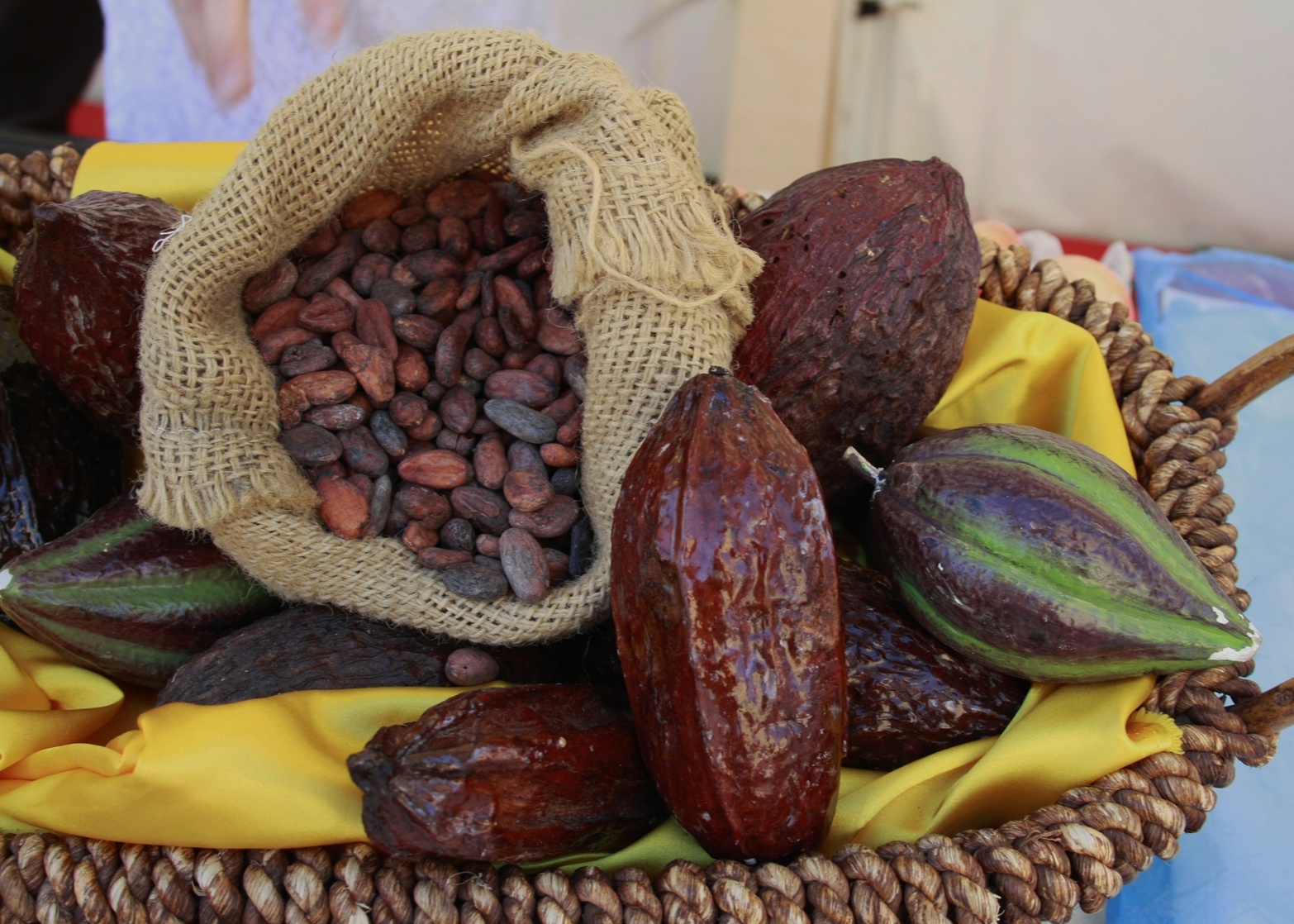 Theobroma cacao Theobroma cacao