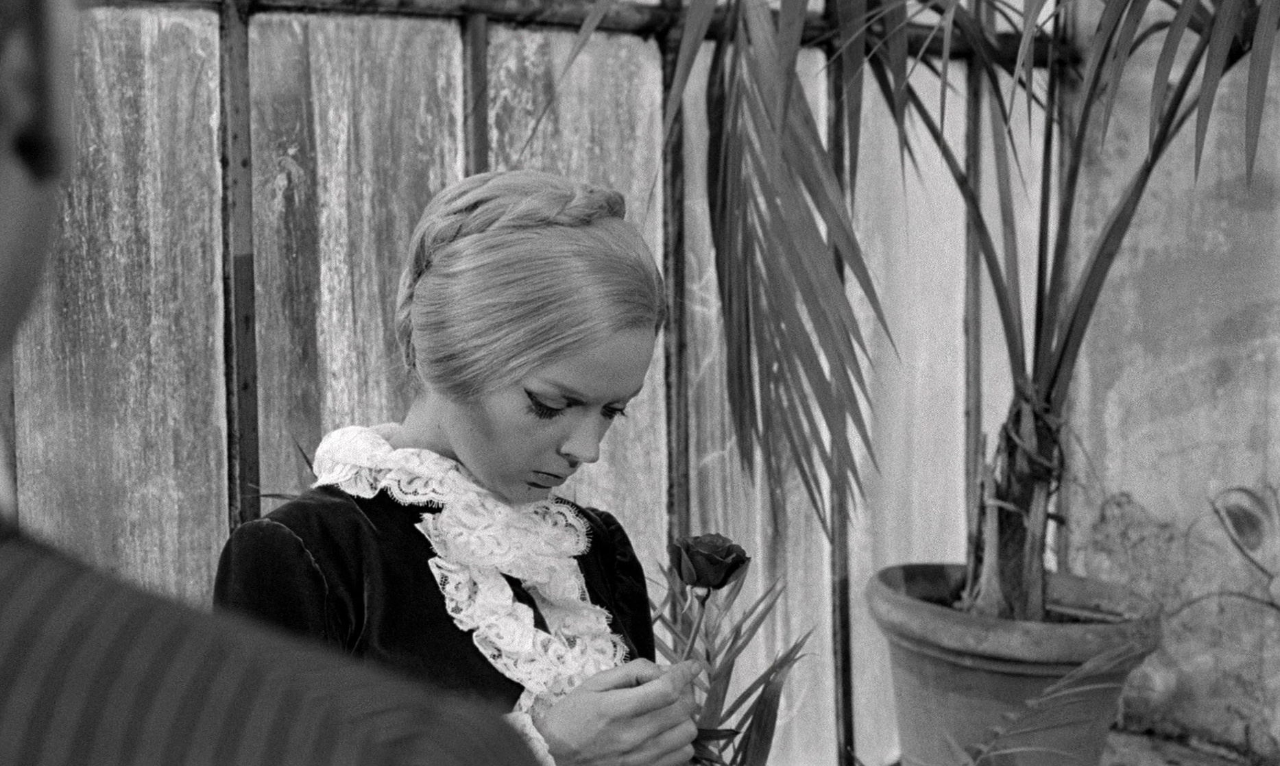 Barbara Steele Barbara Steele