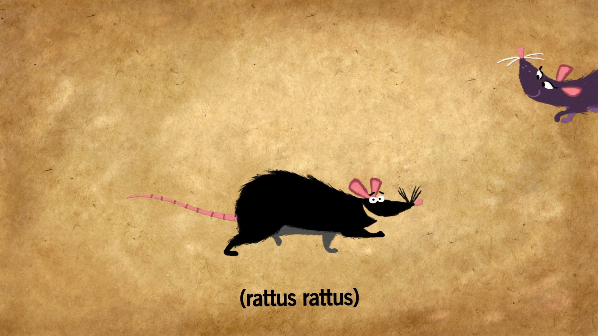 Your Friend the Rat