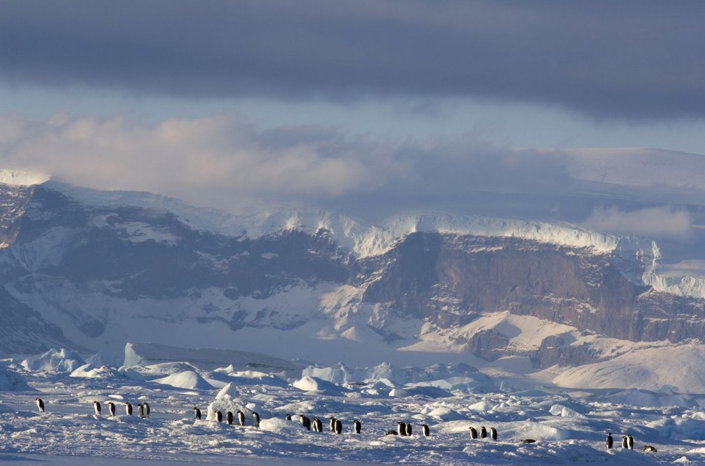 March of the Penguins 2: The Next Step March of the Penguins 2: The Next Step