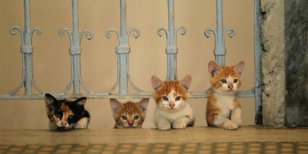 Kedi Kedi