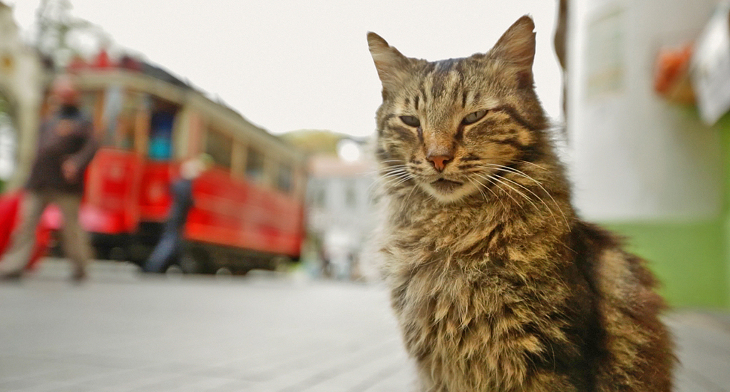 Kedi