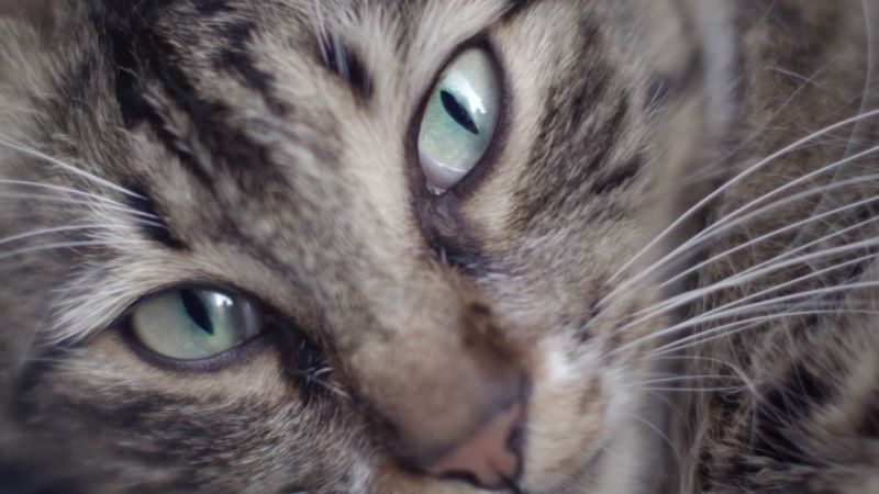 Kedi
