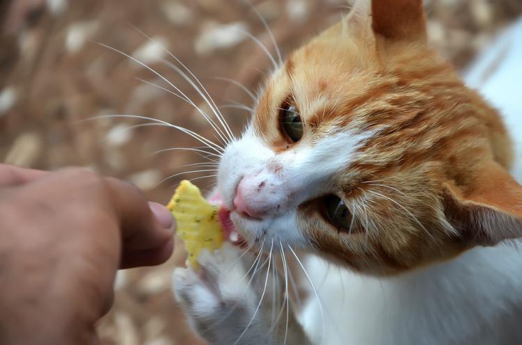 Kedi