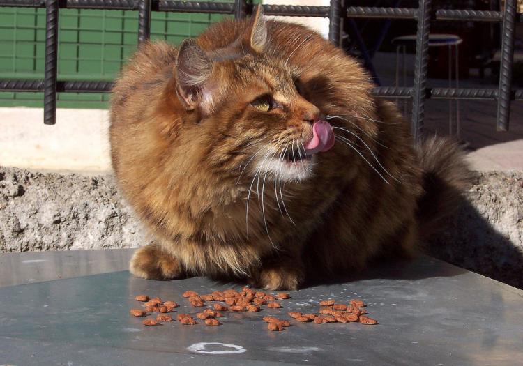 Kedi